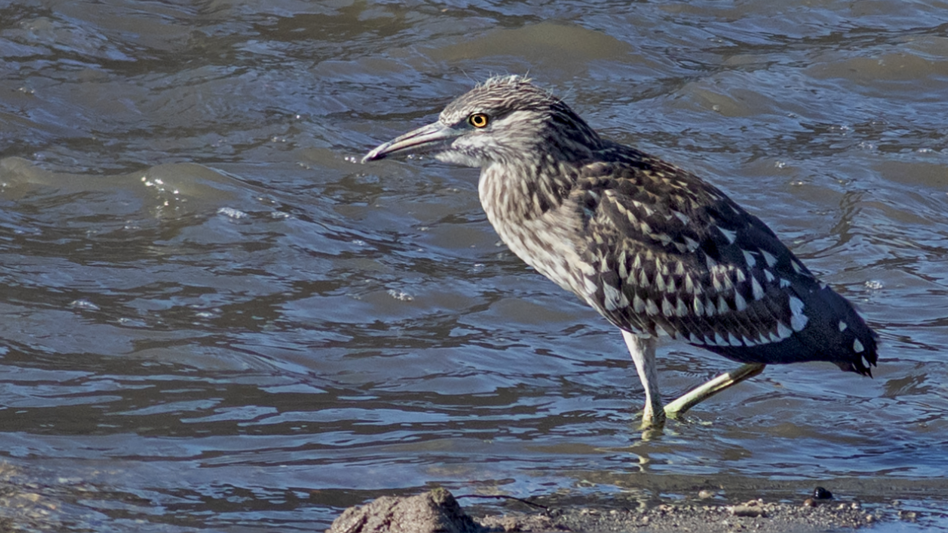 Black-crowned Night-Heron